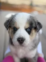 Everest, a male Bernedoodle for sale in Castle Rock, CO – Photo 1 of 9