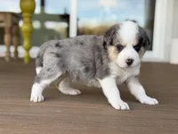 Everest, a male Bernedoodle for sale in Castle Rock, CO – Photo 5 of 9