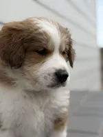 Whiskey, a male Bernedoodle for sale in Castle Rock, CO – Photo 6 of 8