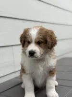 Whiskey, a male Bernedoodle for sale in Castle Rock, CO – Photo 8 of 8