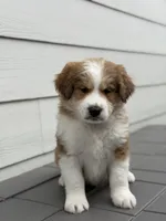 Whiskey, a male Bernedoodle for sale in Castle Rock, CO – Photo 1 of 8