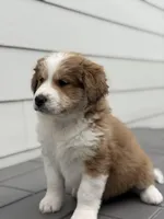 Whiskey, a male Bernedoodle for sale in Castle Rock, CO – Photo 4 of 8
