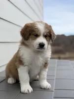 Whiskey, a male Bernedoodle for sale in Castle Rock, CO – Photo 7 of 8