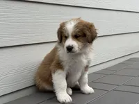 Whiskey, a male Bernedoodle for sale in Castle Rock, CO – Photo 3 of 8