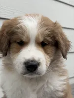 Whiskey, a male Bernedoodle for sale in Castle Rock, CO – Photo 2 of 8
