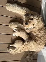 Chickpea, a male Labrador Retriever and Bernedoodle for sale in Castle Rock, CO – Photo 5 of 6