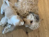 Chickpea, a male Labrador Retriever and Bernedoodle for sale in Castle Rock, CO – Photo 6 of 6
