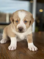 Chickpea, a male Labrador Retriever and Bernedoodle for sale in Castle Rock, CO – Photo 2 of 6