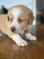 Chickpea, a male Labrador Retriever and Bernedoodle for sale in Castle Rock, CO – Photo 4 of 6