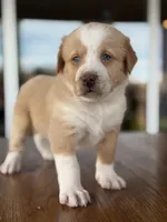 Chickpea, a male Labrador Retriever and Bernedoodle for sale in Castle Rock, CO – Photo 1 of 6