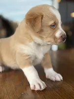 Chickpea, a male Labrador Retriever and Bernedoodle for sale in Castle Rock, CO – Photo 3 of 6