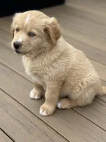 Caramel, a female Bernedoodle for sale in Castle Rock, CO – Photo 6 of 9