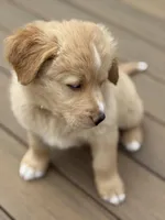 Caramel, a female Bernedoodle for sale in Castle Rock, CO – Photo 8 of 9
