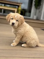 Caramel, a female Bernedoodle for sale in Castle Rock, CO – Photo 7 of 9