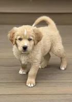 Caramel, a female Bernedoodle for sale in Castle Rock, CO – Photo 3 of 9