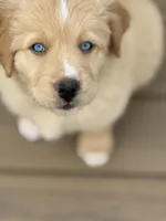 Caramel, a female Bernedoodle for sale in Castle Rock, CO – Photo 9 of 9
