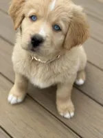 Caramel, a female Bernedoodle for sale in Castle Rock, CO – Photo 2 of 9