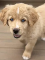 Caramel, a female Bernedoodle for sale in Castle Rock, CO – Photo 4 of 9