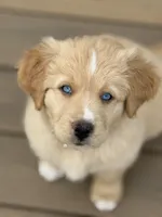 Caramel, a female Bernedoodle for sale in Castle Rock, CO – Photo 5 of 9