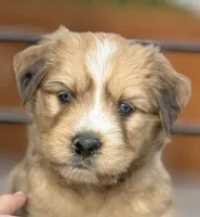 Chai, a female Bernedoodle for sale in Castle Rock, CO – Photo 1 of 5