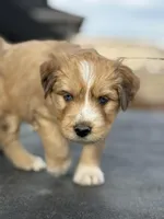 Chai, a female Bernedoodle for sale in Castle Rock, CO – Photo 2 of 5