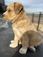 Chai, a female Bernedoodle for sale in Castle Rock, CO – Photo 4 of 5