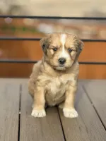 Chai, a female Bernedoodle for sale in Castle Rock, CO – Photo 5 of 5