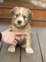 Chai, a female Bernedoodle for sale in Castle Rock, CO – Photo 3 of 5