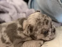 Nameless , a male French Bulldog for sale in Quincy, MA – 5 of 5