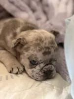 Nameless , a male French Bulldog for sale in Quincy, MA – 3 of 5