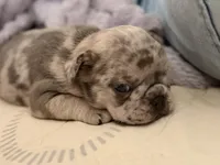 Nameless , a male French Bulldog for sale in Quincy, MA – 4 of 5