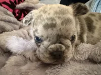 Nameless , a male French Bulldog for sale in Quincy, MA – 2 of 5
