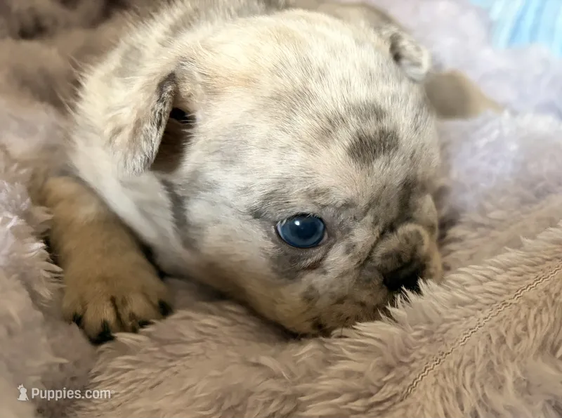 Nameless  – French Bulldog puppy for sale in Quincy, MA