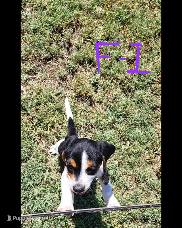 Female 1 – Beagle puppy for sale in Lemoore, CA