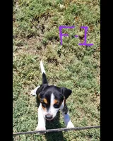 Female 1, a female Beagle for sale in Lemoore, CA – 1 of 1