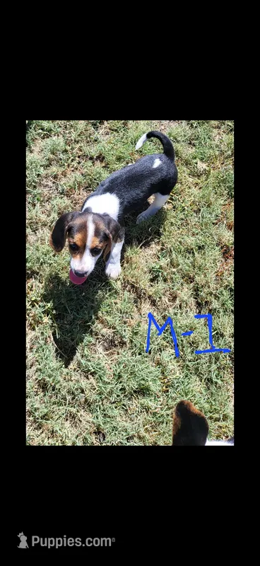 Male 1 – Beagle puppy for sale in Lemoore, CA