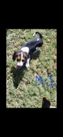 Male 1, a male Beagle for sale in Lemoore, CA – 1 of 1