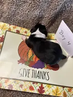 Boy 4, a male Beagle for sale in Lemoore, CA – Photo 2 of 2