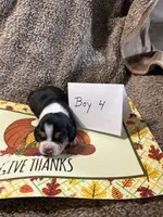 Boy 4, a male Beagle for sale in Lemoore, CA – Photo 1 of 2