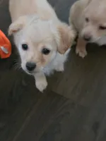 Hazel, a female Golden Retriever and Chihuahua for sale in San Antonio, TX – 3 of 10
