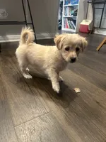 Hazel, a female Golden Retriever and Chihuahua for sale in San Antonio, TX – 2 of 10