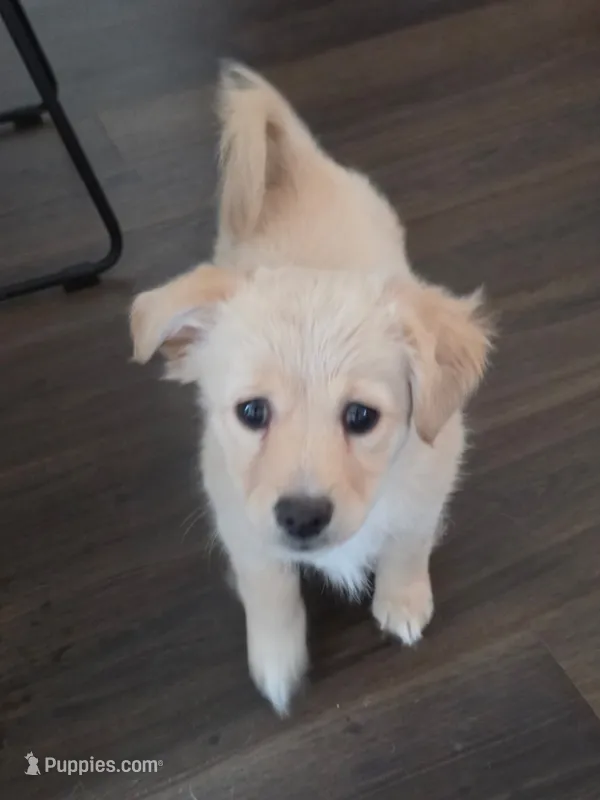 Snow Ball – Golden Retriever, Chihuahua puppy for sale in San Antonio, TX