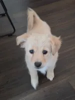 Snow Ball, a female Golden Retriever and Chihuahua for sale in San Antonio, TX – 1 of 7