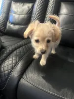 Hazel, a female Golden Retriever and Chihuahua for sale in San Antonio, TX – 7 of 10