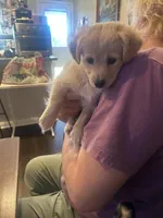 Snow Ball, a female Golden Retriever and Chihuahua for sale in San Antonio, TX – 3 of 7