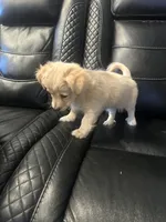 Hazel, a female Golden Retriever and Chihuahua for sale in San Antonio, TX – 6 of 10
