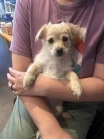 Hazel, a female Golden Retriever and Chihuahua for sale in San Antonio, TX – 5 of 10