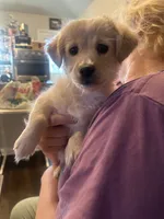 Snow Ball, a female Golden Retriever and Chihuahua for sale in San Antonio, TX – 2 of 7