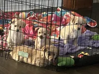 Hazel, a female Golden Retriever and Chihuahua for sale in San Antonio, TX – 8 of 10