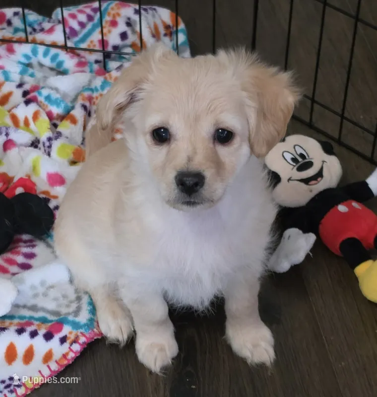 Hazel – Golden Retriever, Chihuahua puppy for sale in San Antonio, TX